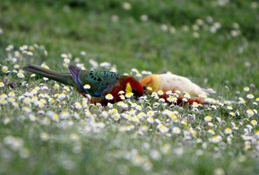image007