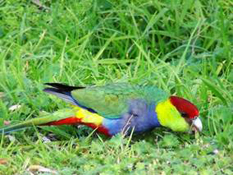 image009