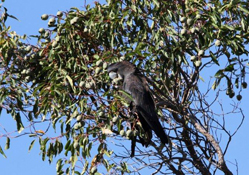 image011