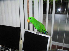 image006