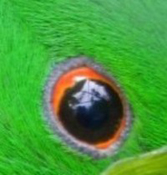 image013