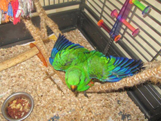 image006