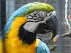 image009