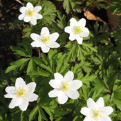 images/giftigpodie/Anemone_nemorosa.jpg