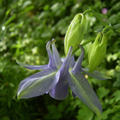 images/giftigpodie/Aquilegia_vulgaris.jpg