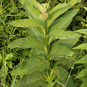 images/giftigpodie/Asclepias.jpg