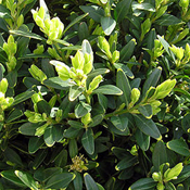 images/giftigpodie/Buxus.jpg