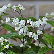 images/giftigpodie/Clerodendrum.jpg