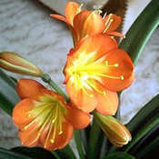 images/giftigpodie/Clivia.jpg