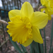 images/giftigpodie/Dafodil.jpg