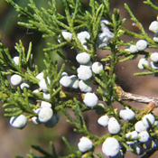 images/giftigpodie/Juniperus_virginiana.jpg