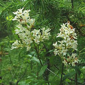 images/giftigpodie/Ligustrum.jpg