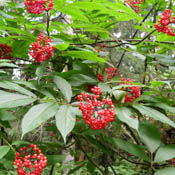 images/giftigpodie/Sambucus.jpg