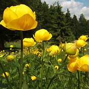 images/giftigpodie/Trollius.jpg