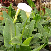 images/giftigpodie/Zantedeschia.jpg