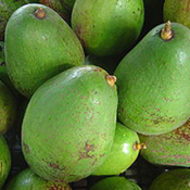 images/giftigpodie/avocado.jpg