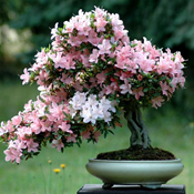 images/giftigpodie/azalea.jpg