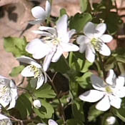 images/giftigpodie/bloedwortel.jpg