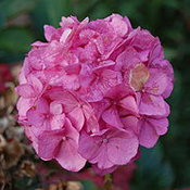 images/giftigpodie/hortensia.jpg