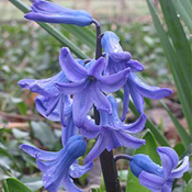 images/giftigpodie/hyacinth.jpg