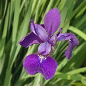 images/giftigpodie/iris.jpg