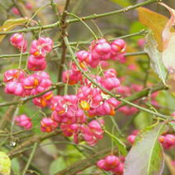 images/giftigpodie/kardinaalsmuts.jpg