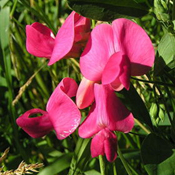 images/giftigpodie/lathyrus.jpg