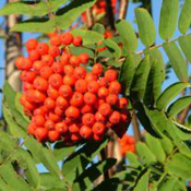 images/giftigpodie/lijsterbes.jpg