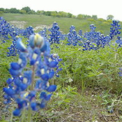 images/giftigpodie/lupines.jpg