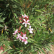 images/giftigpodie/oleander.jpg
