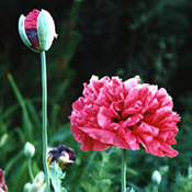 images/giftigpodie/papaver.jpg