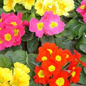 images/giftigpodie/primula.jpg