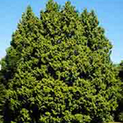 images/giftigpodie/thuja-plicata-boom.jpg