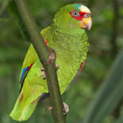 images/papegaaienpodie/Amazona/Amazona_Xantholora1.jpg