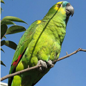 images/papegaaienpodie/Amazona/Amazona_aestiva1.jpg