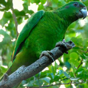 images/papegaaienpodie/Amazona/Amazona_agilis.jpg