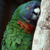 images/papegaaienpodie/Amazona/Amazona_arausiaca1.jpg