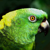 images/papegaaienpodie/Amazona/Amazona_auropalliata1.jpg