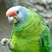 images/papegaaienpodie/Amazona/Amazona_brasiliensis1.jpg