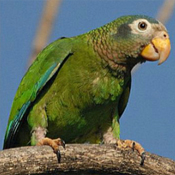 images/papegaaienpodie/Amazona/Amazona_collaria1.jpg