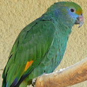 images/papegaaienpodie/Amazona/Amazona_dufresniana1.jpg