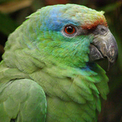 images/papegaaienpodie/Amazona/Amazona_festiva_festiva1.jpg
