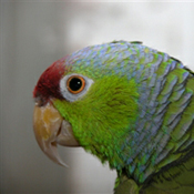 images/papegaaienpodie/Amazona/Amazona_finschi.jpg