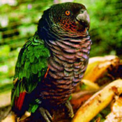 images/papegaaienpodie/Amazona/Amazona_imperialis1.jpg