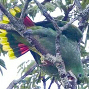 images/papegaaienpodie/Amazona/Amazona_kawalli.jpg