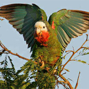 images/papegaaienpodie/Amazona/Amazona_leucocephala1.jpg