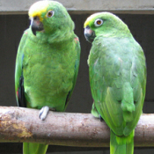 images/papegaaienpodie/Amazona/Amazona_ochrocephala_ochrocephala1.jpg