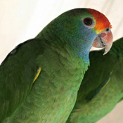 images/papegaaienpodie/Amazona/Amazona_rhodocorytha1.jpg