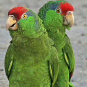 images/papegaaienpodie/Amazona/Amazona_viridigenalis1.jpg