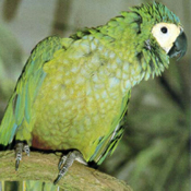 images/papegaaienpodie/Ara/Ara_manilata1.jpg